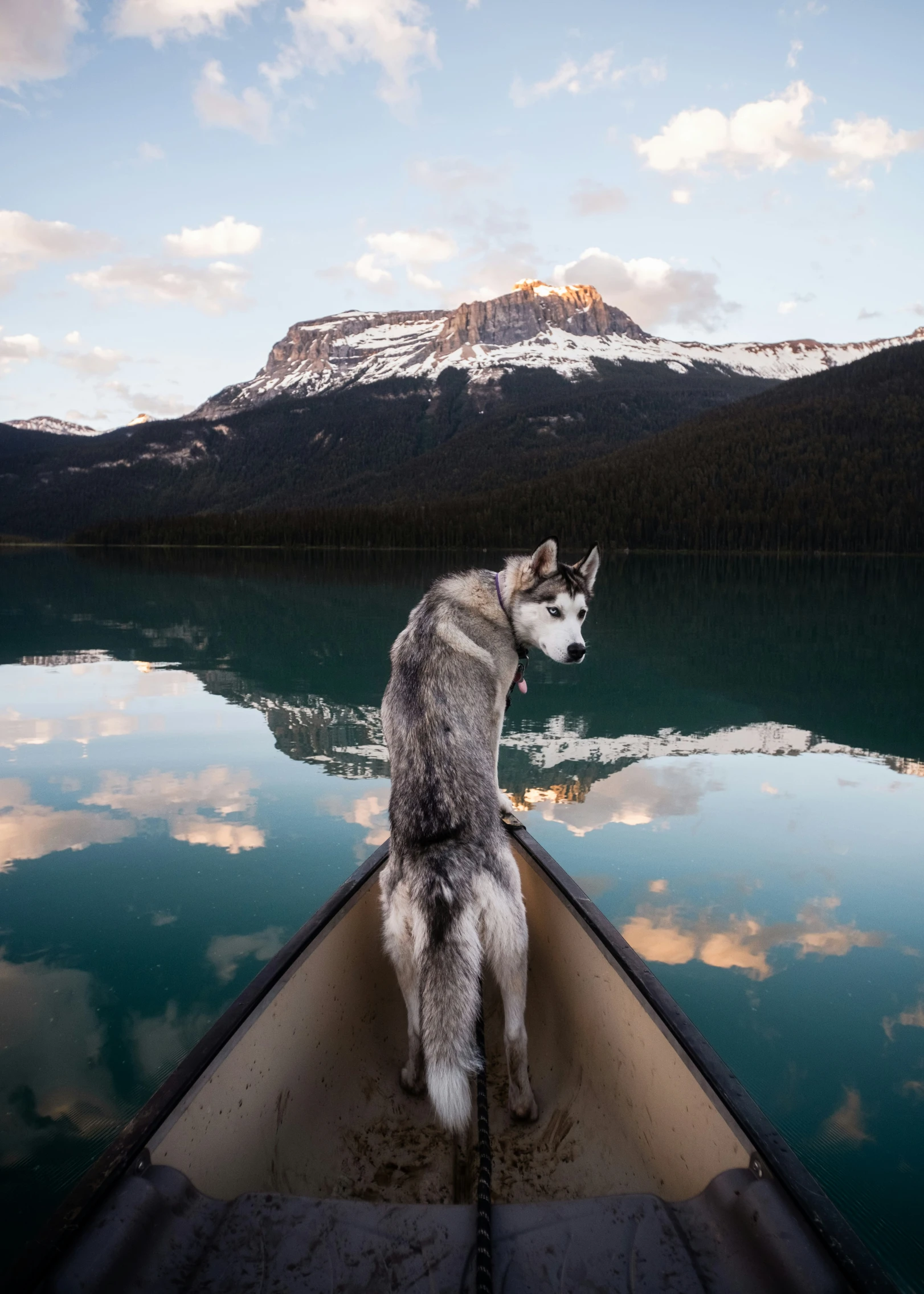 a dog standing in the bow of a boat