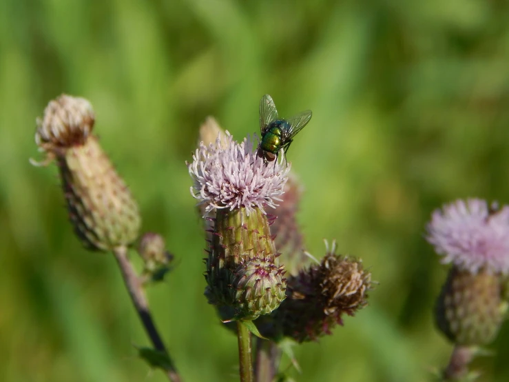 a green and black fly sitting on a purple flower