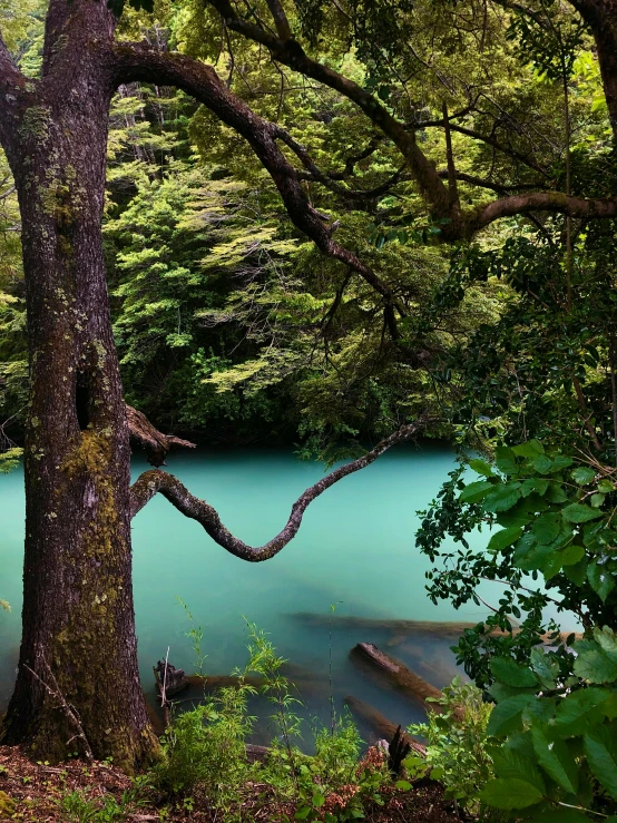 a tree is next to the blue water