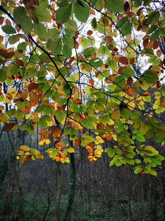 leaves are yellow and green and orange with the light coming through them