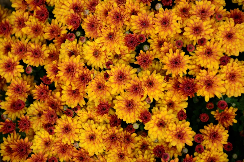 very large yellow and red flowers on the ground