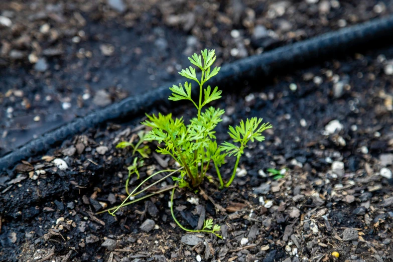 plant life with small green leaves on the ground