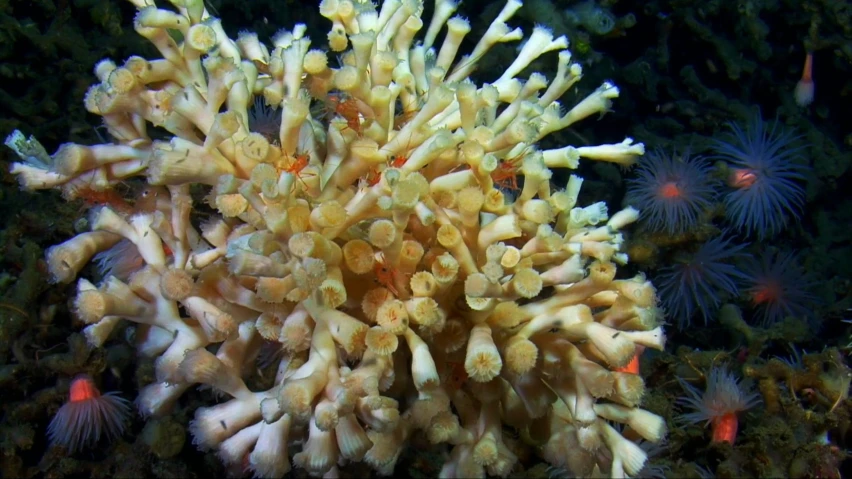 a group of sea stars on top of an ocean coral