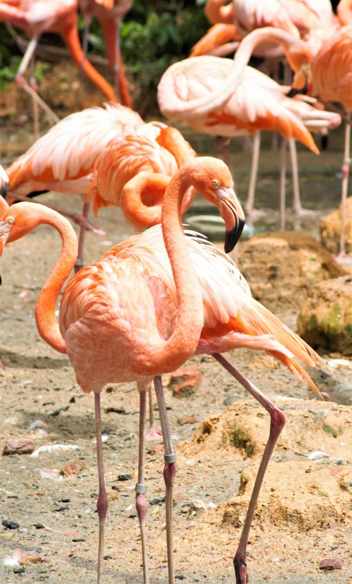 several flamingos standing on the ground looking around