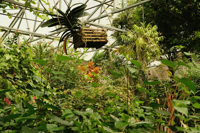 an insect house is set up to provide a tropical experience