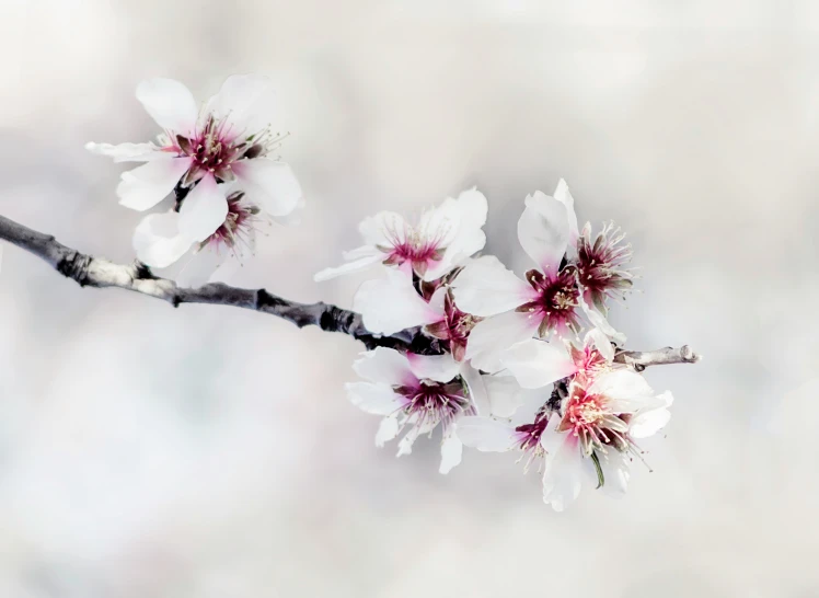 some flowers that are on a nch and in the air