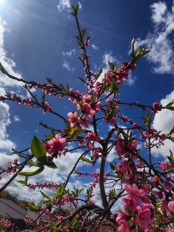 pink flowers growing on the nches of a tree