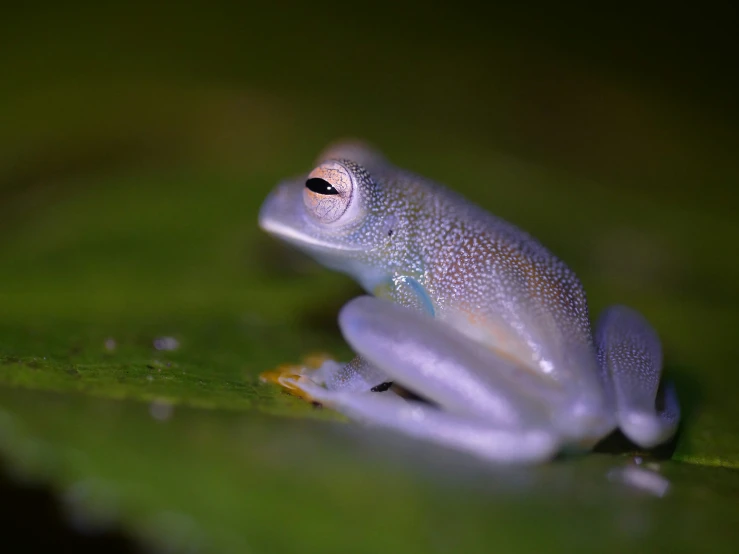 a frog is shown sitting on top of some leaves