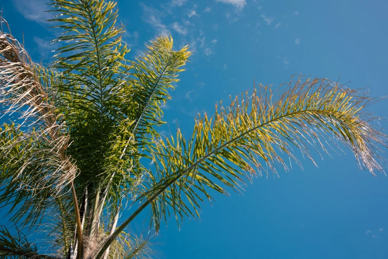 palm trees and blue sky from below with small clouds