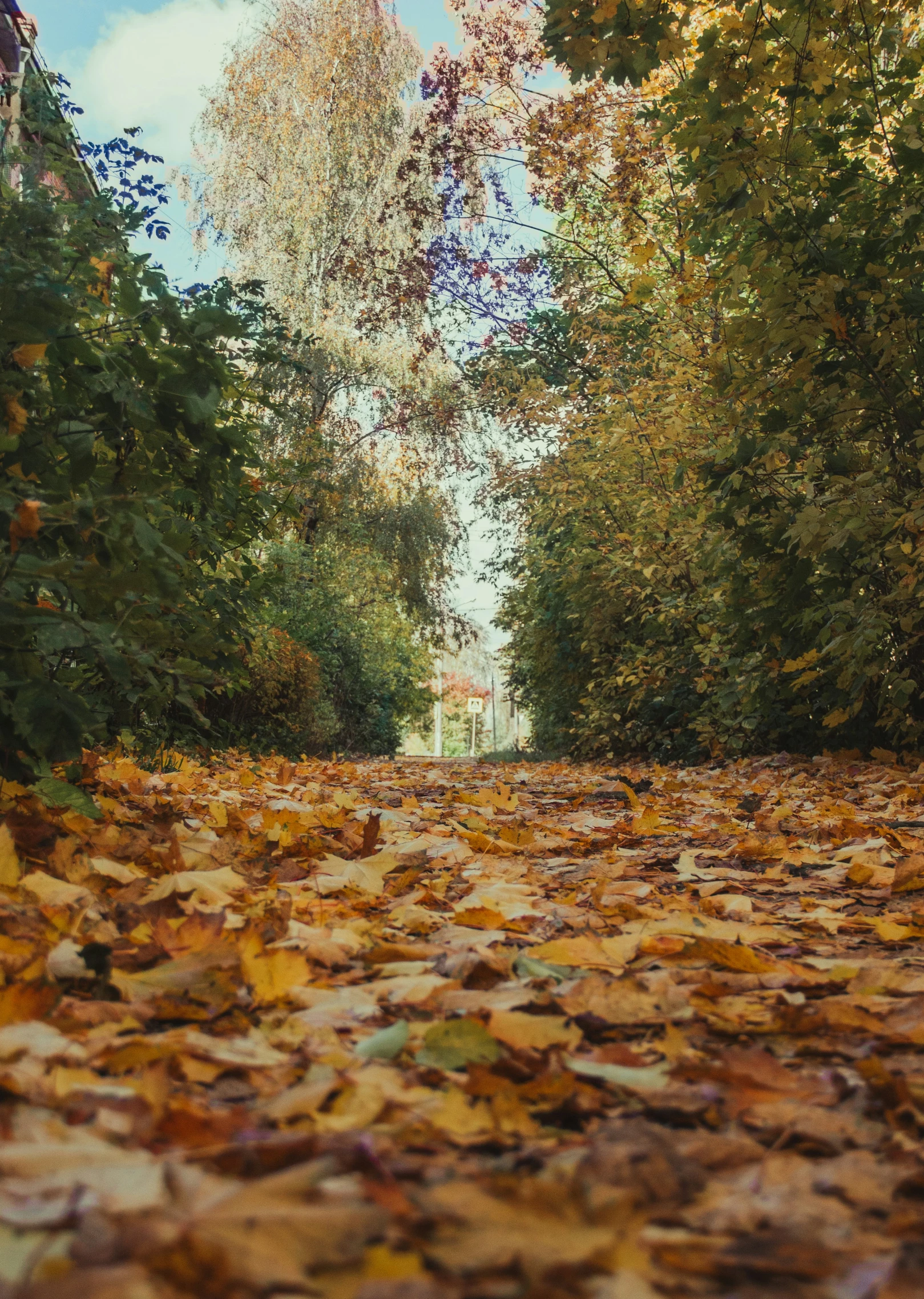 a path lined with leaves and trees in the fall