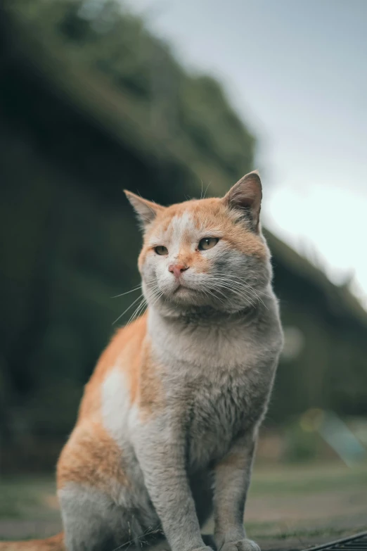 an orange and white cat sitting on top of a wooden floor