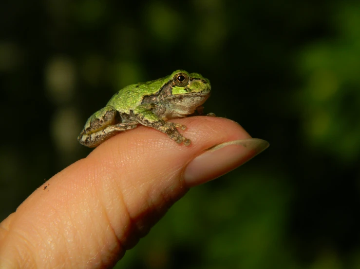 frog sitting on finger of hand with blurry background