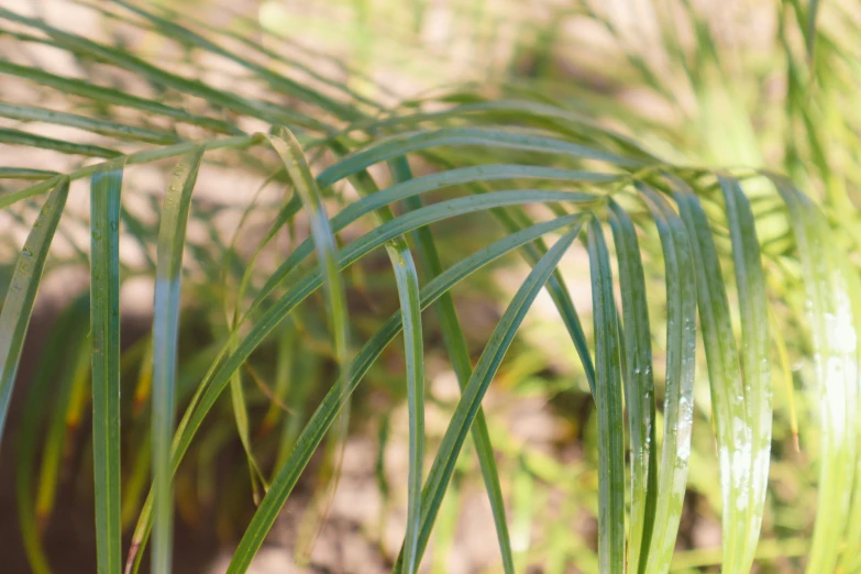 long thin green plants growing out of the ground