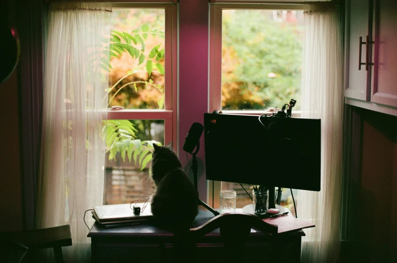 a cat is sitting in the corner of the room