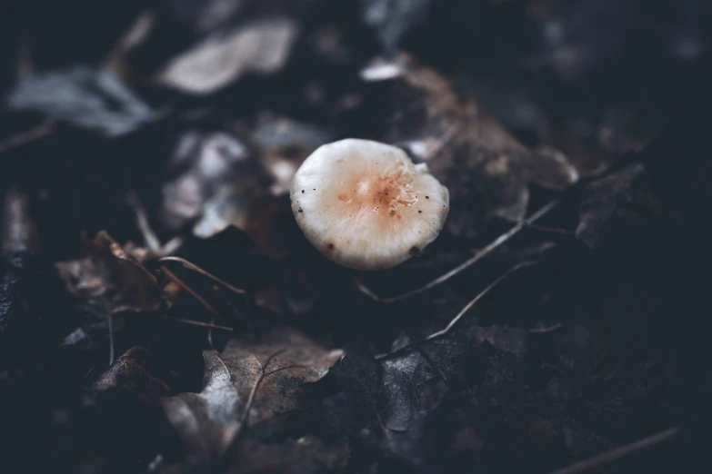 a mushroom growing on a leaf covered ground