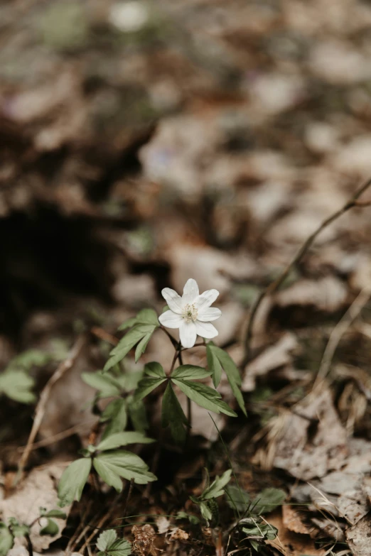 an alpine plant growing in the forest