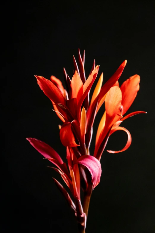 a bright orange and red flower on a stem