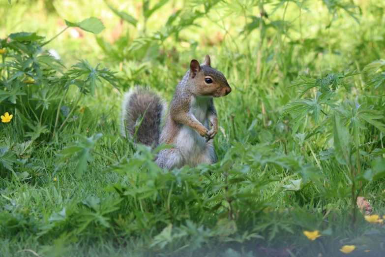 squirrel sitting in tall grass with its front paws on its hind legs