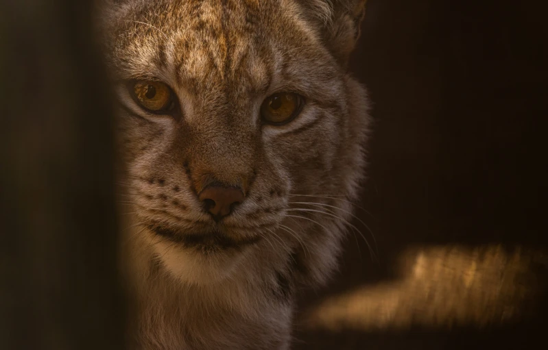 a lynx with glowing eyes and a furry look on his face