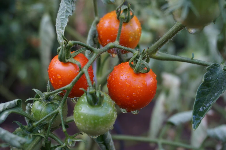 ripe tomatoes growing on a plant in an open space