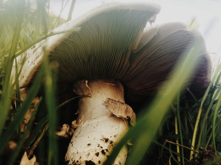 a big mushroom sitting on the ground surrounded by some grass