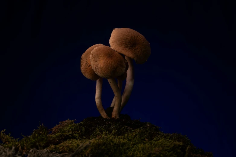 some brown mushrooms on a green tree stump