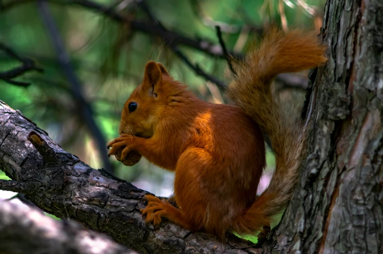 a squirrel standing on a nch in the woods