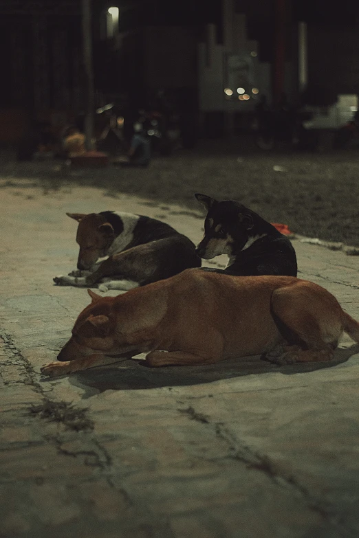 a group of three dogs laying on top of a cement ground