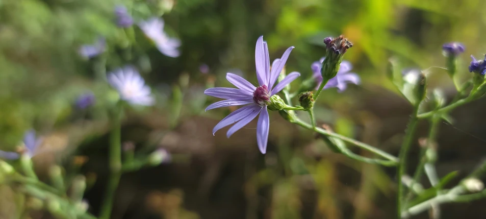 a purple flower on a green stem is sitting in the field