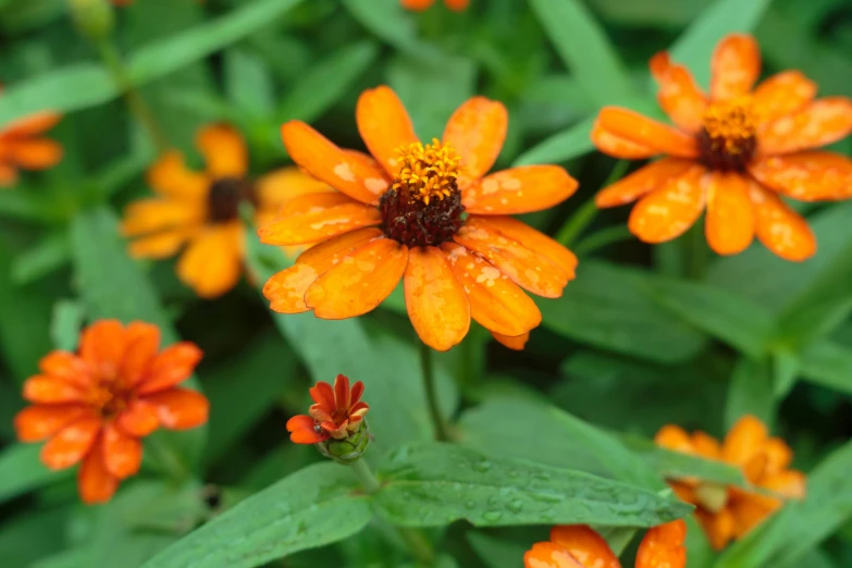 a bunch of orange flowers that have water on them