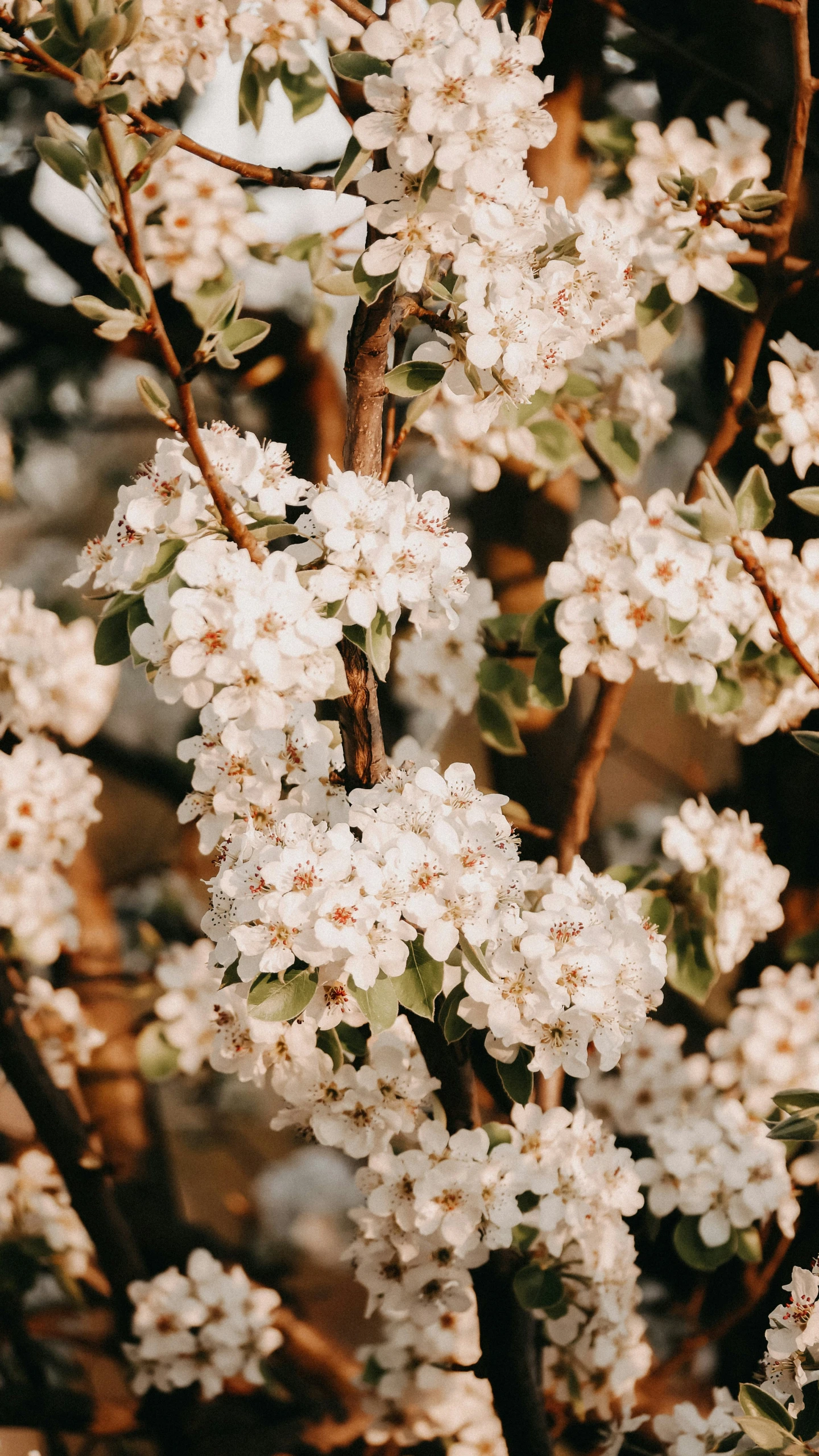 the nch of a flowering tree with white flowers