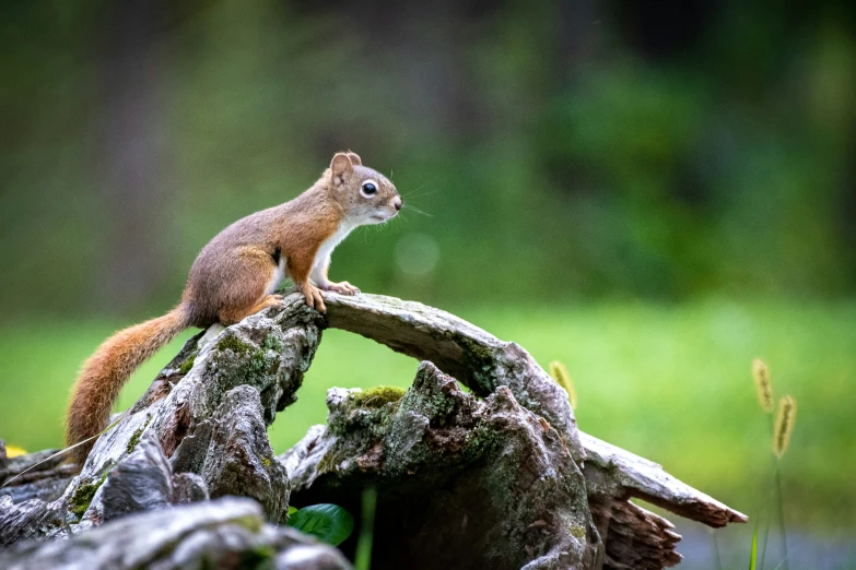 a small red squirrel standing on top of a log