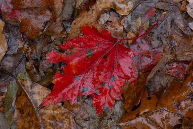 a red leaf sitting on top of a forest floor