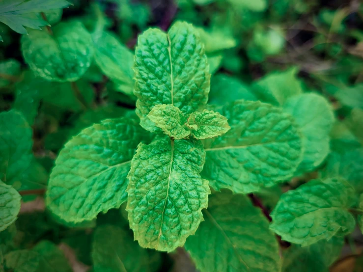 the green leaves of a plant with bright sunlight