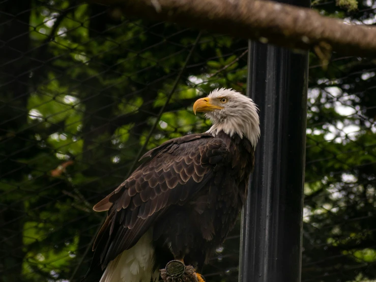 an eagle sitting next to a wire fence