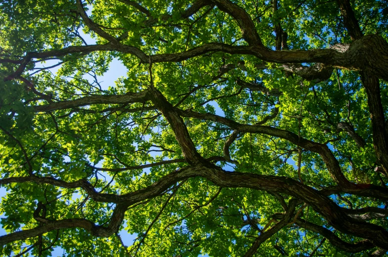 a green tree has lots of nches and leaves