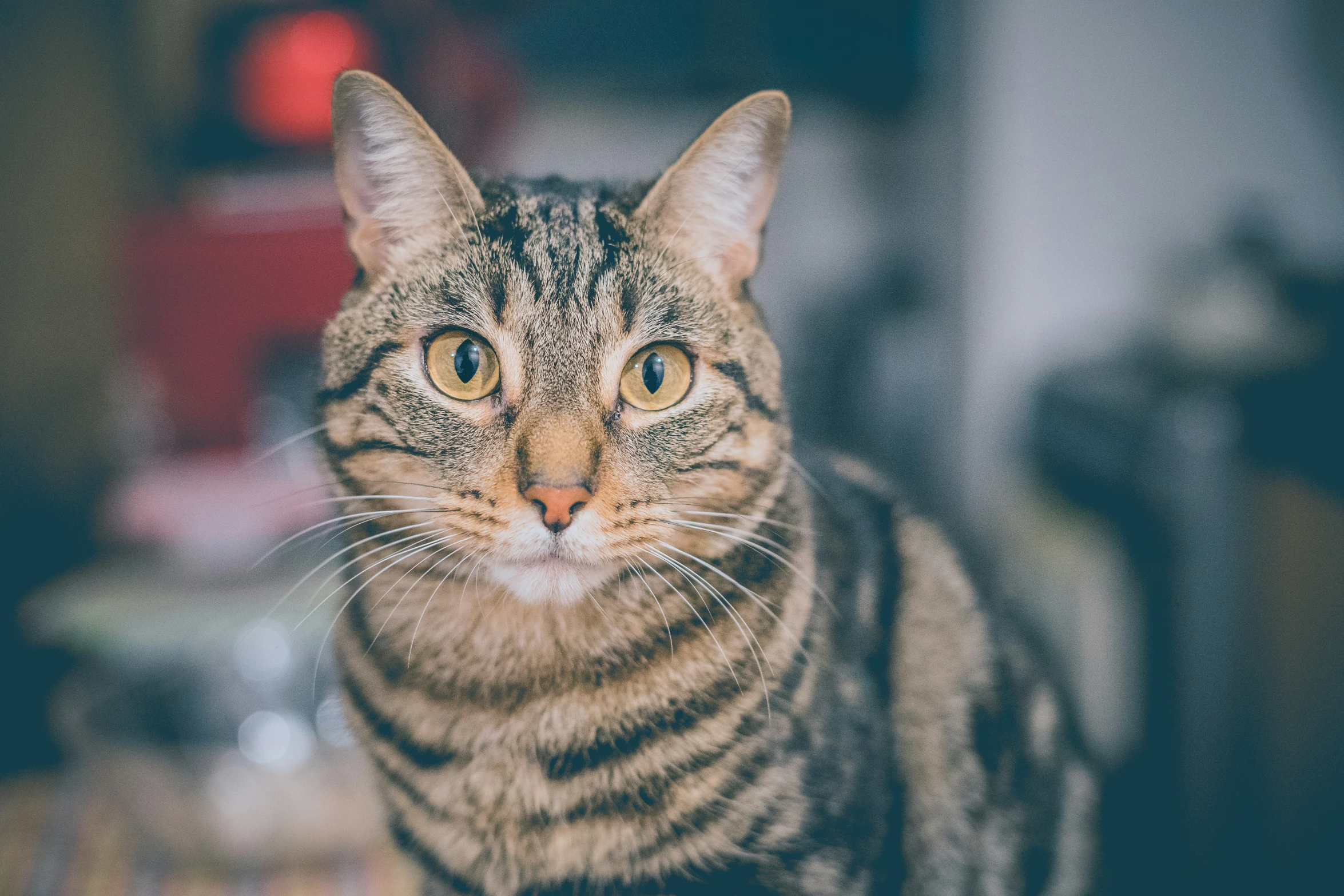 a brown and black striped cat looking at the camera