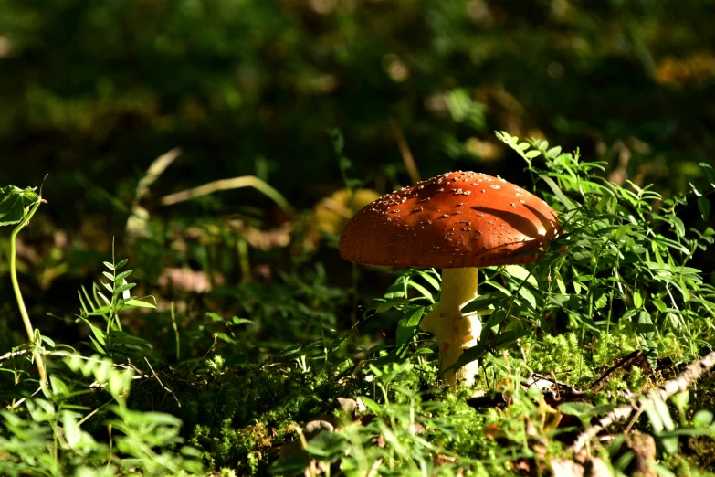 a red mushroom sits in the grass and it's been growing