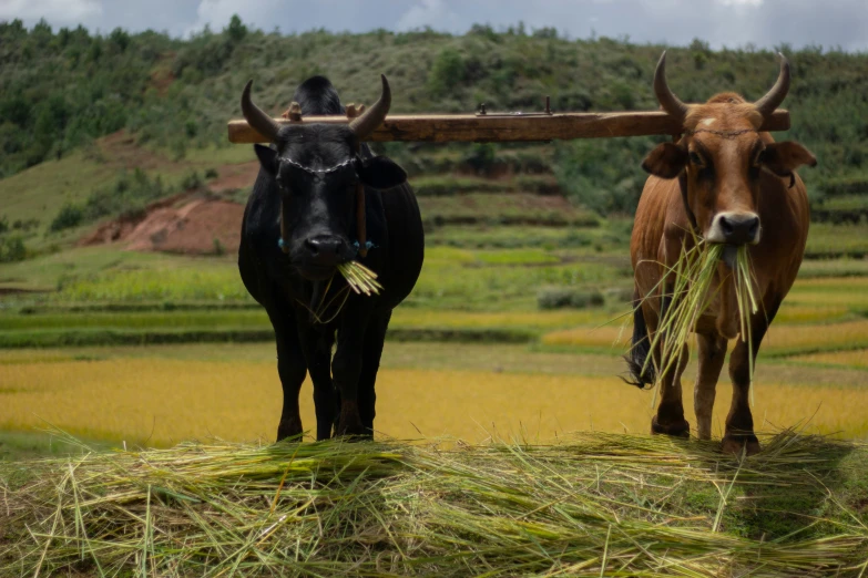 two long horned animals walking along with a stick