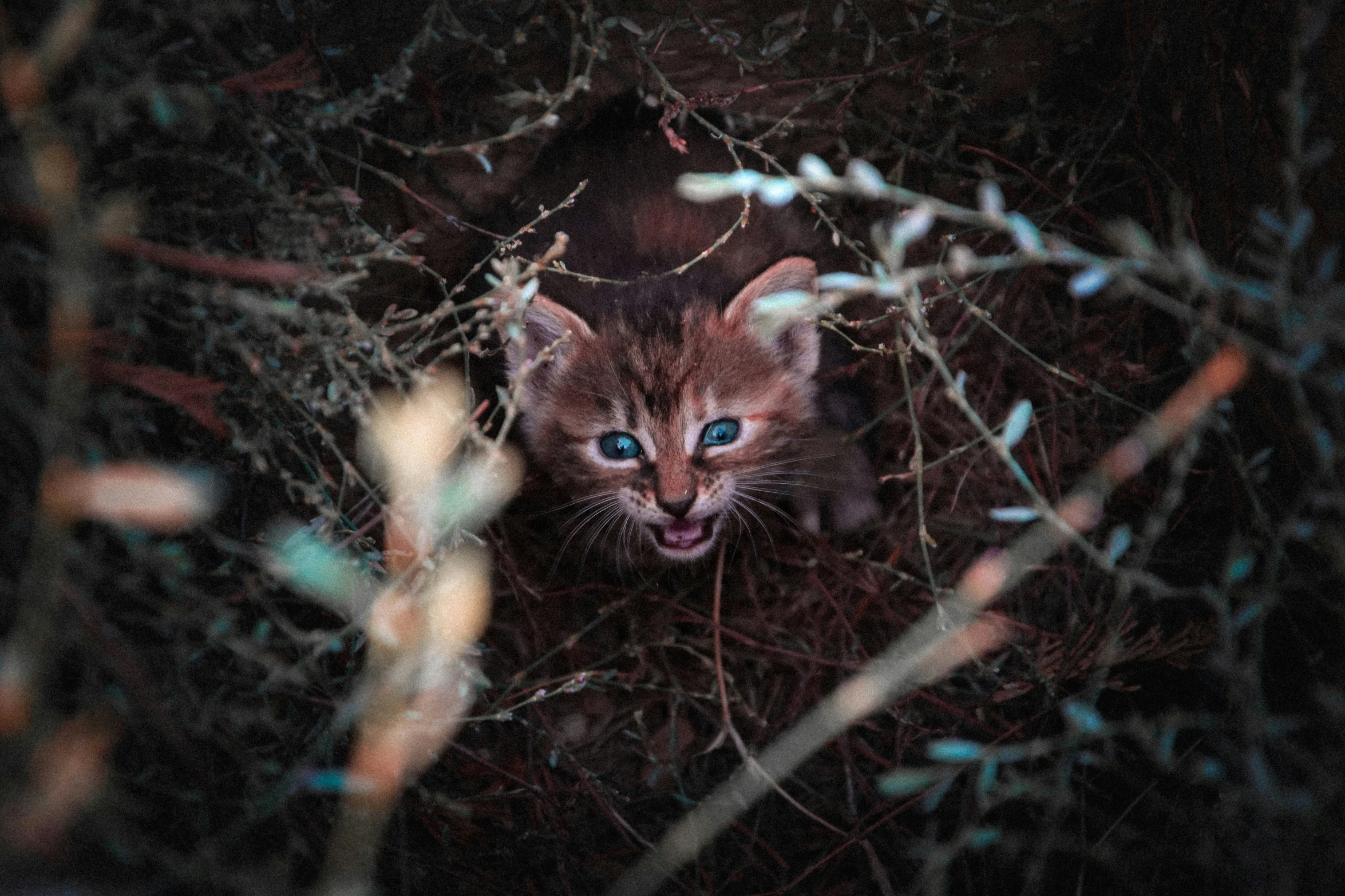 a kitten peers out from behind nches in the dark