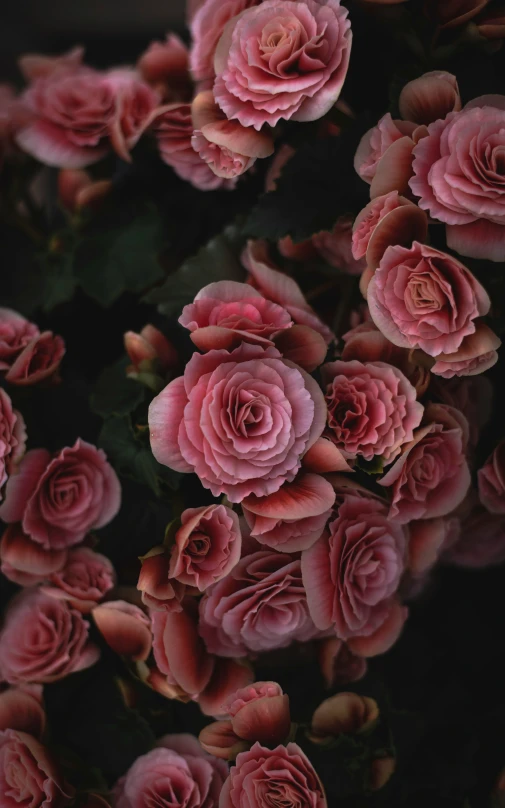 a group of pink roses with green leaves on them