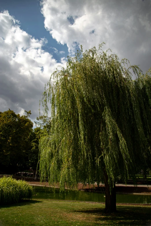 a large green tree near a grassy field