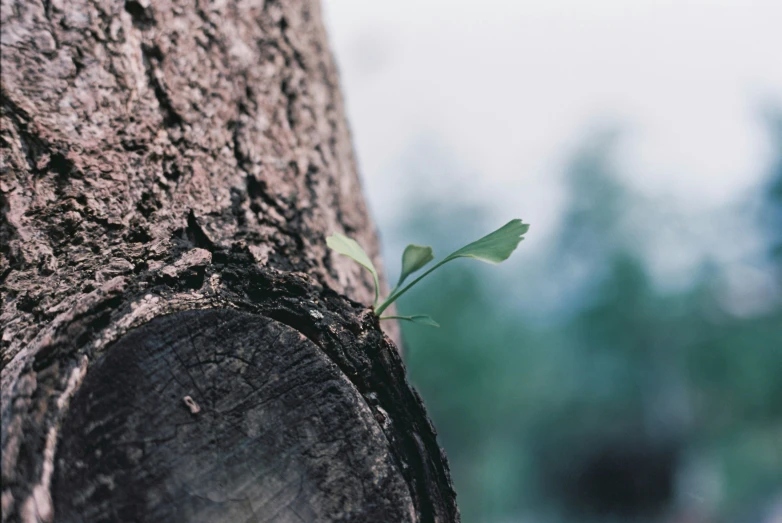 the small plant is growing up from the tree trunk