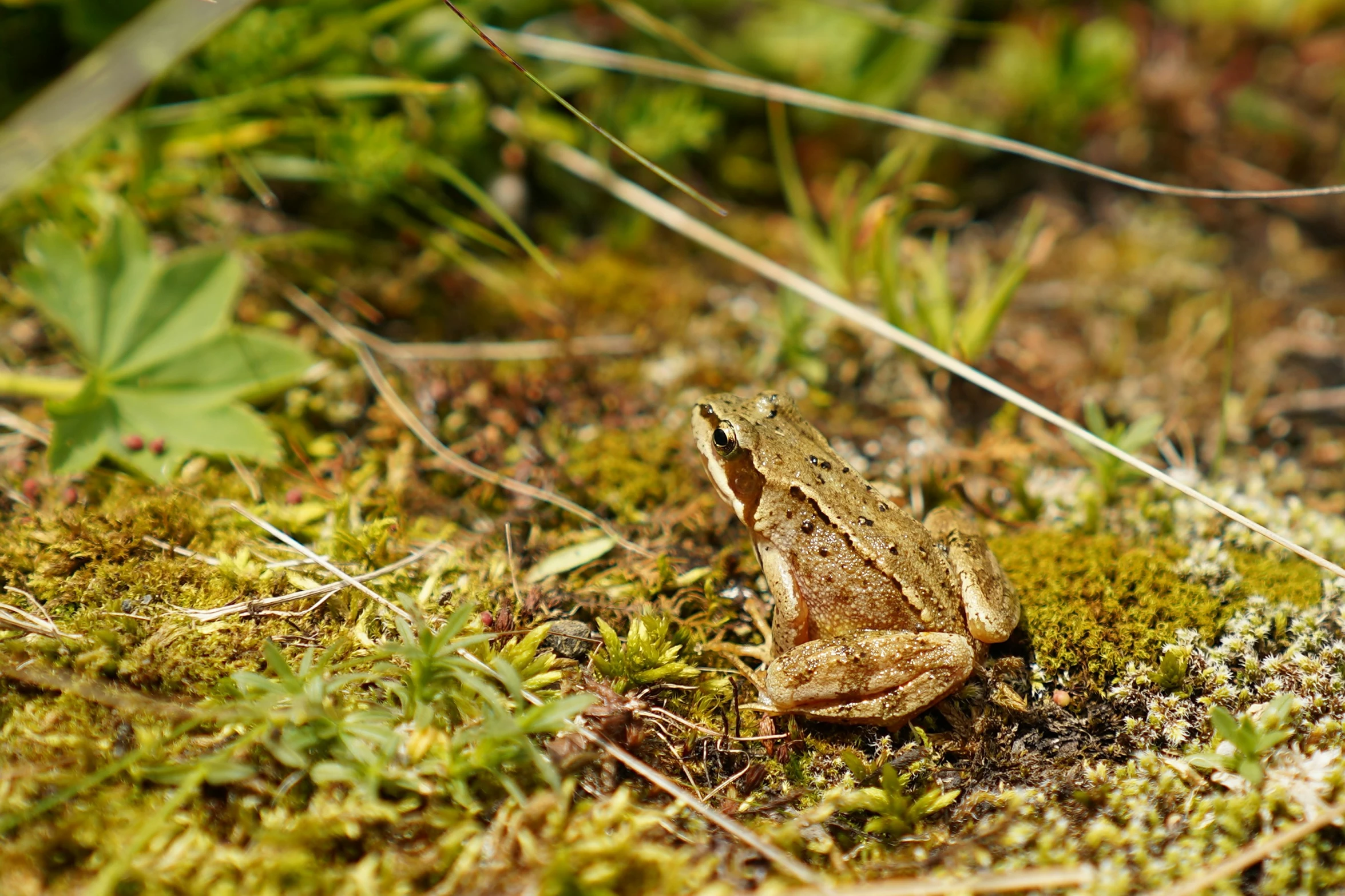 a small brown frog sits on a mossy bed