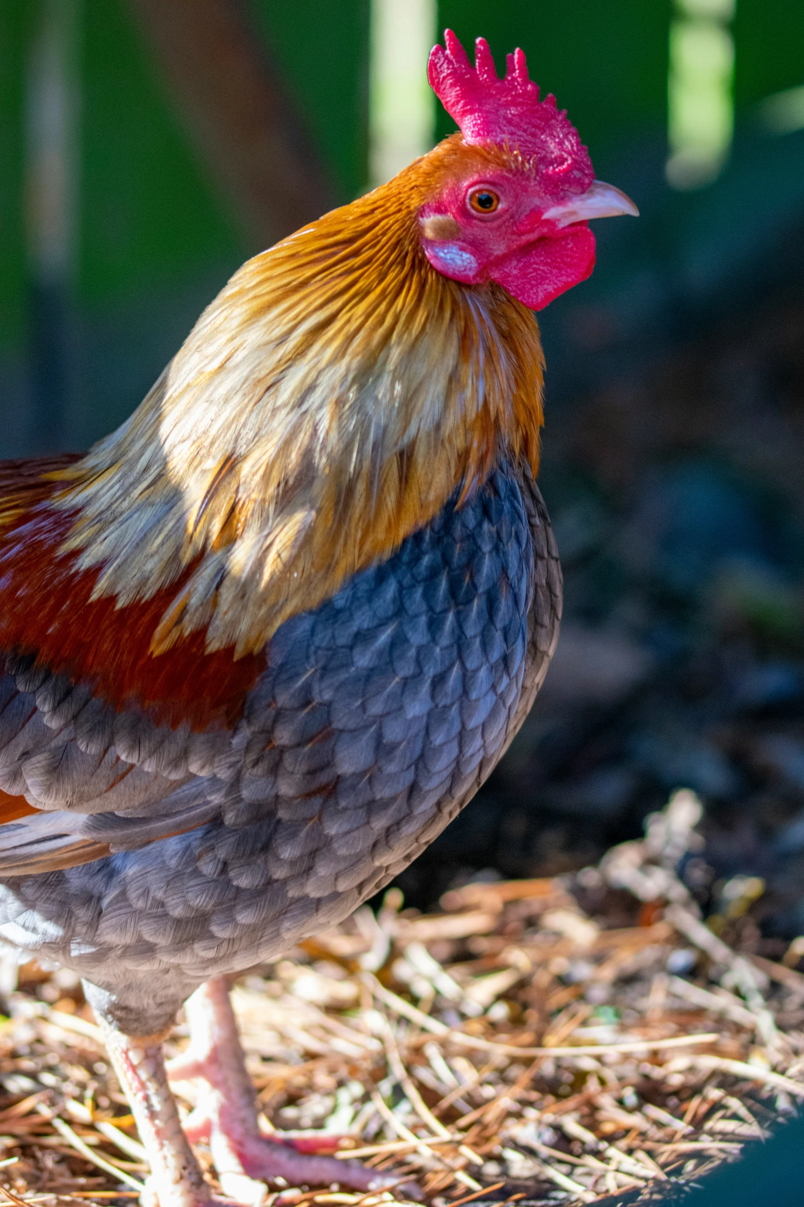 a rooster standing next to a potted plant