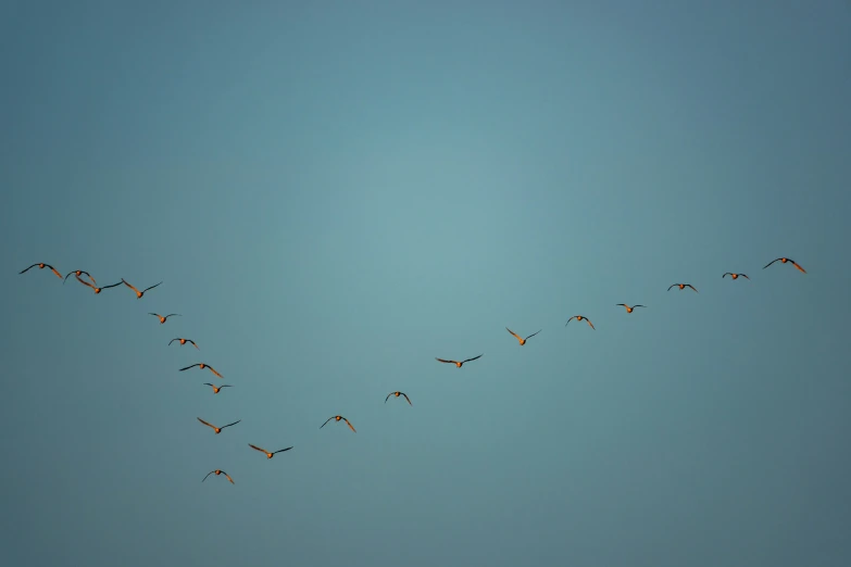 a long line of birds flying in the air