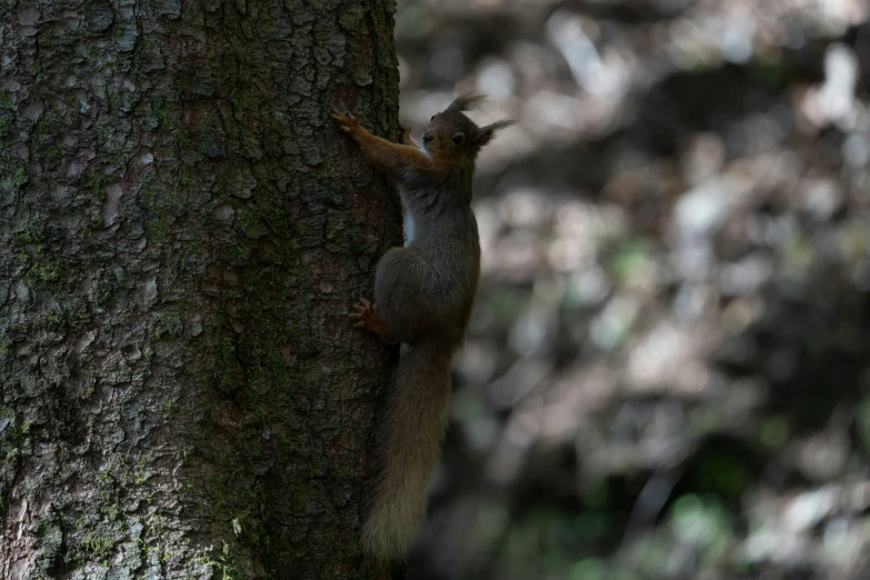 a squirrel standing up against the bark of a tree