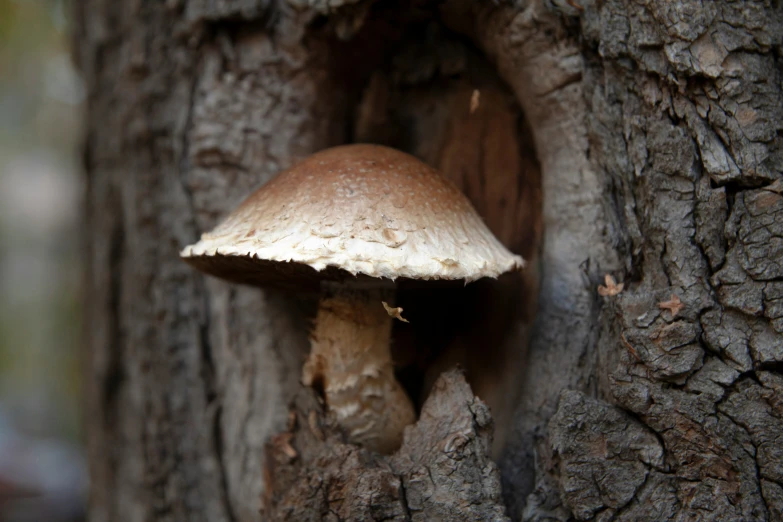 a mushroom with a hole in the middle