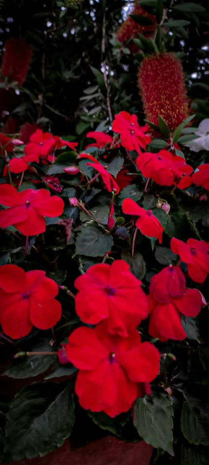 a bush of bright red flowers with leaves on it