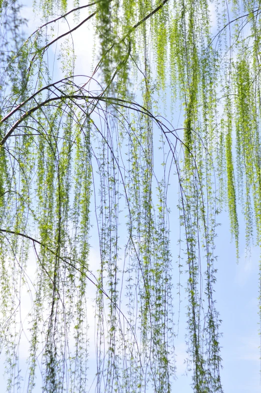 the nches of trees above are hanging from a blue sky